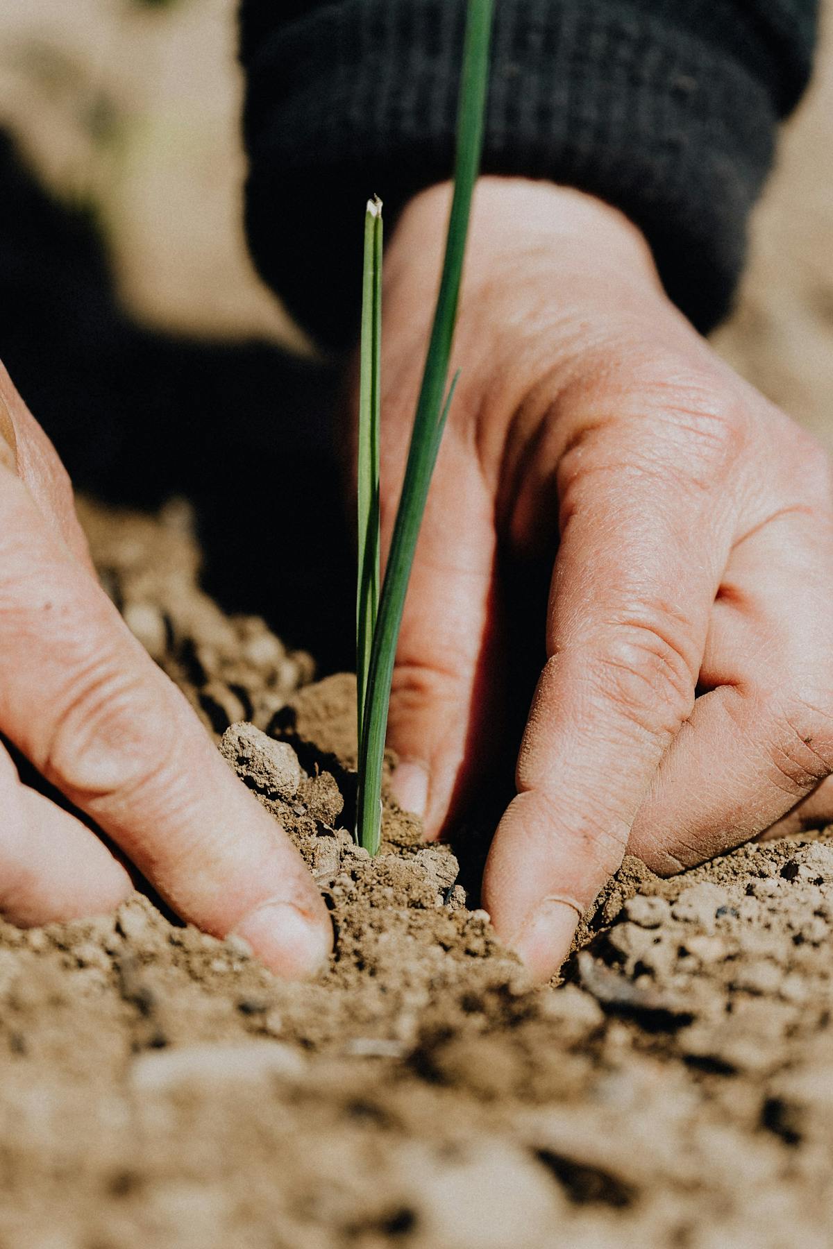 hands on the soil around a plant