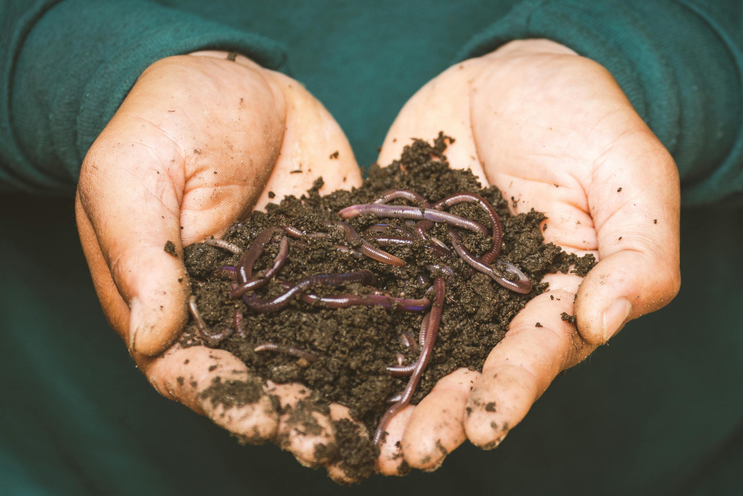 two hands holding dirt with worms