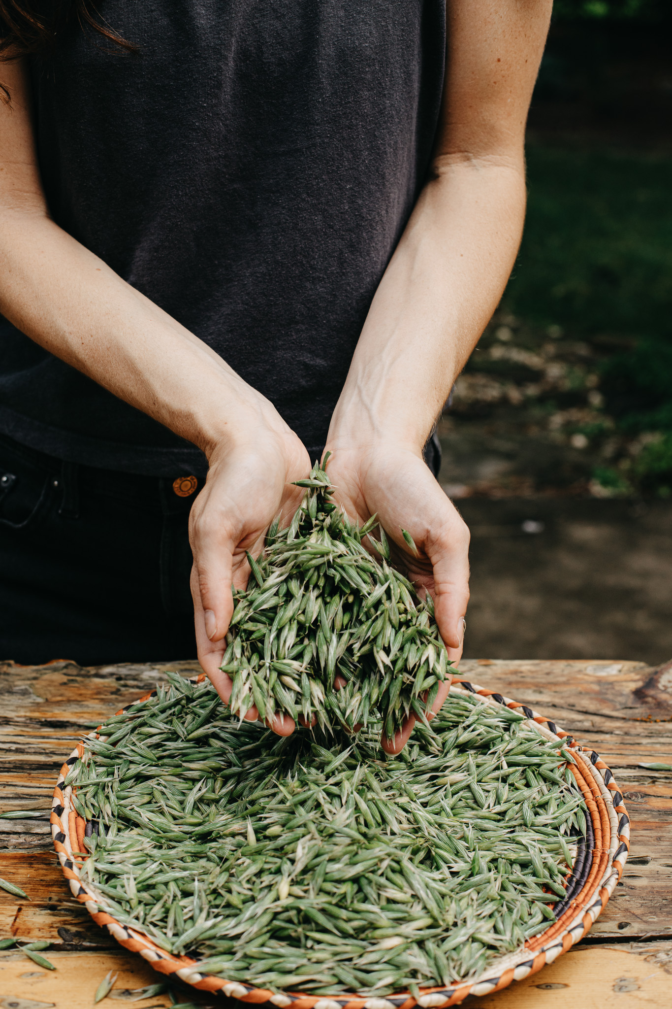 woman holding fresh milky oats in her hands