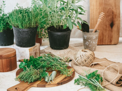 What’s the Difference Between Herbs and Spices? by Herbal Academy