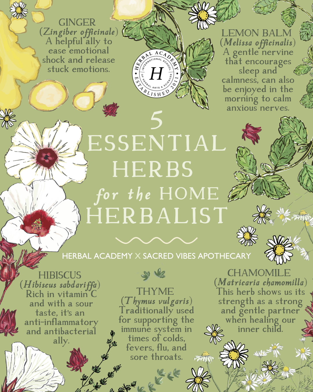 5 Essential Herbs for the Herbalist in Your Home | Herbal Academy | Here are some foundational herbs for all herbalists in their homes. These herbs are simple, integrated, and nourishing.