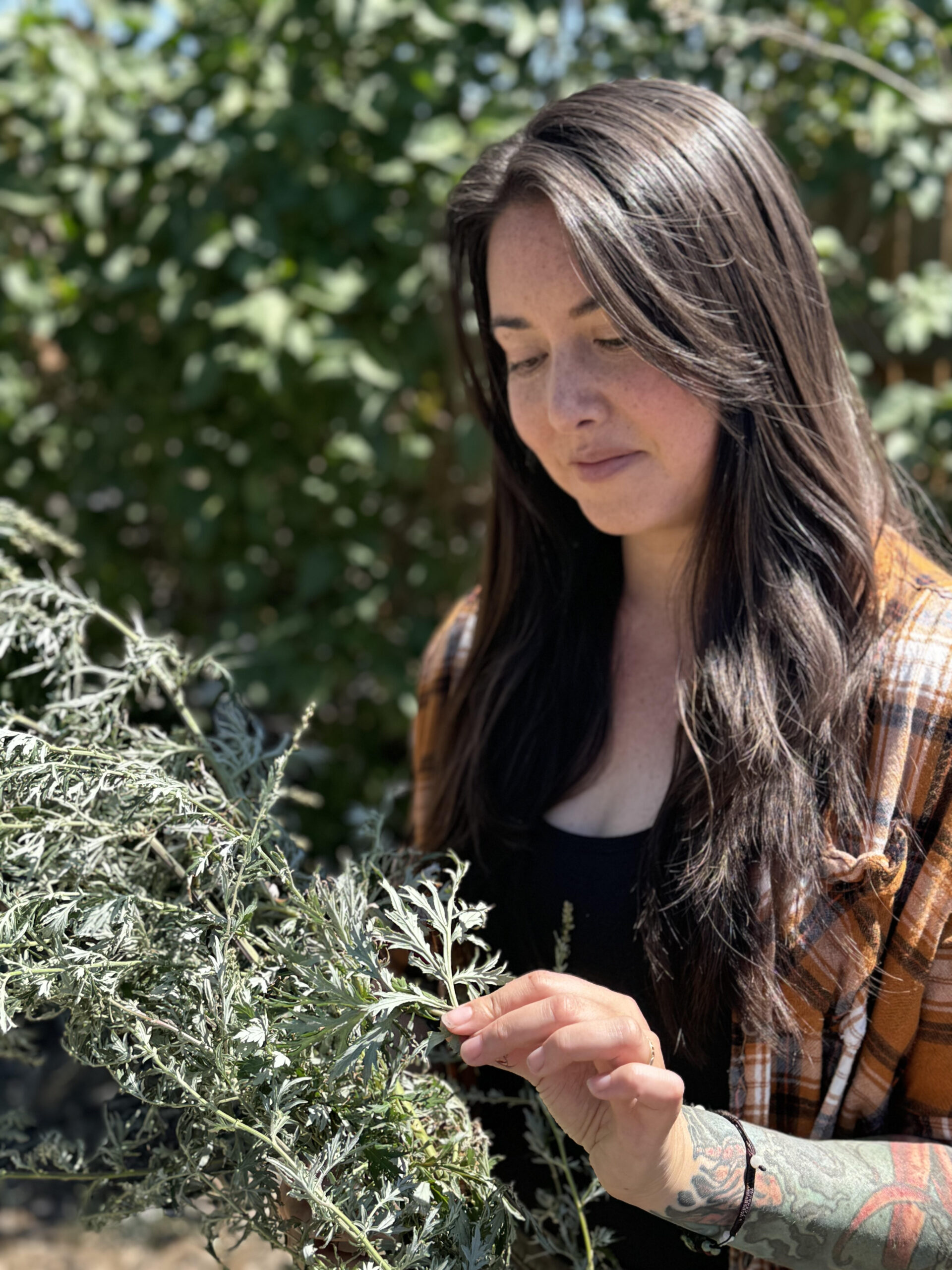 Christine, a Korean American, looking down at foraged herbs