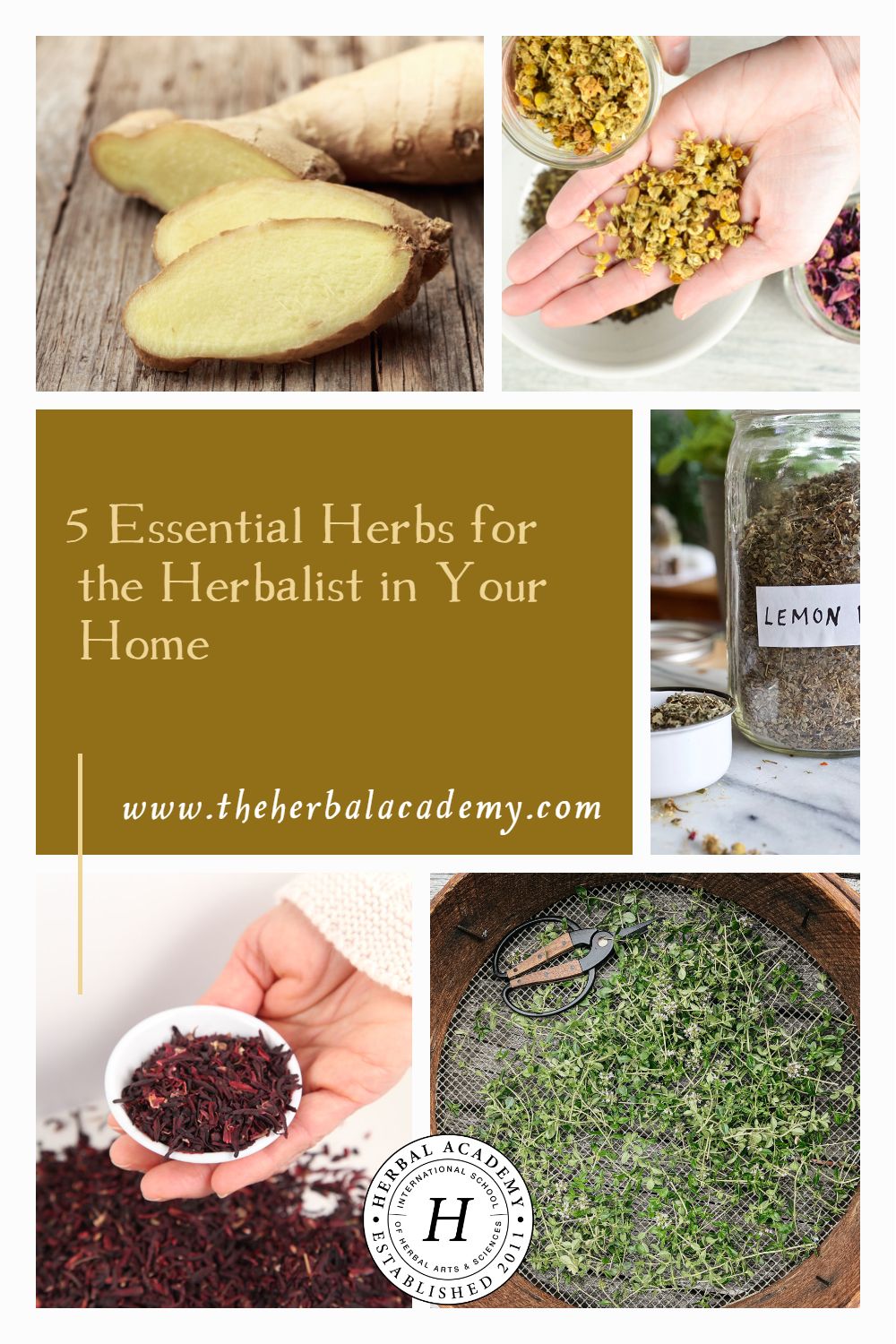 5 Essential Herbs for the Herbalist in Your Home | Herbal Academy | Here are some foundational herbs for all herbalists in their homes. These herbs are simple, integrated, and nourishing.