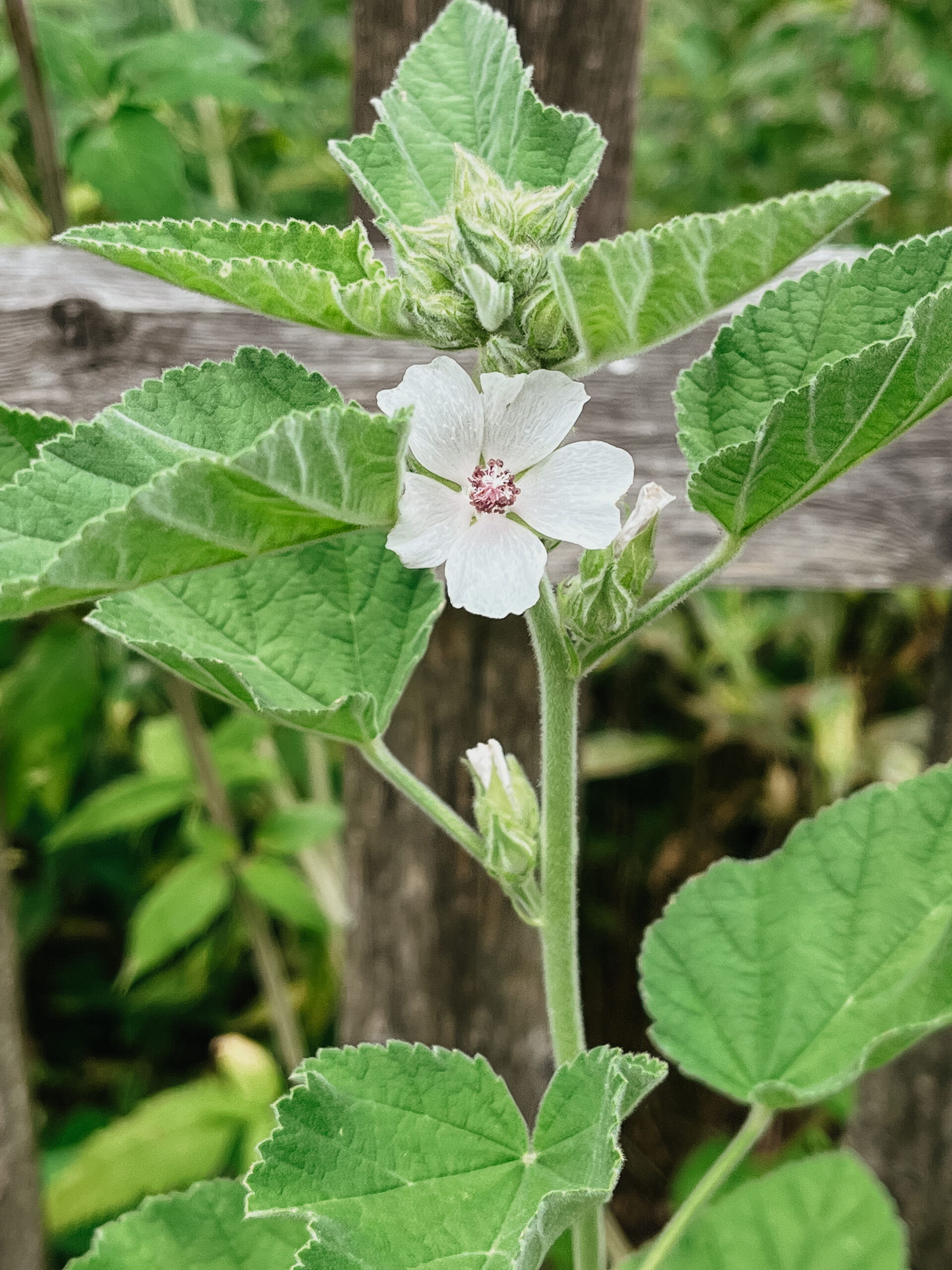 common mallow growing by a wood post