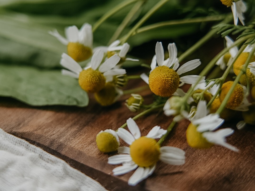 how to use chamomile for stress by Herbal Academy