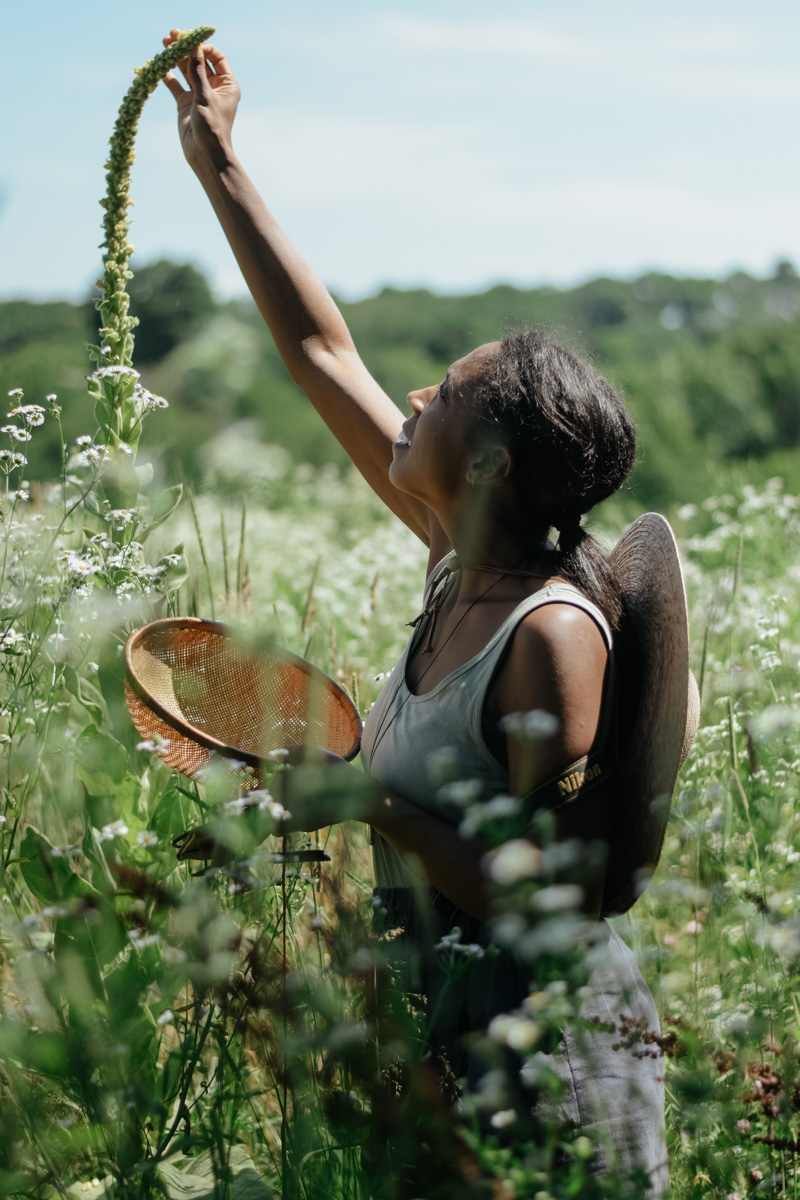 woman harvesting mullein