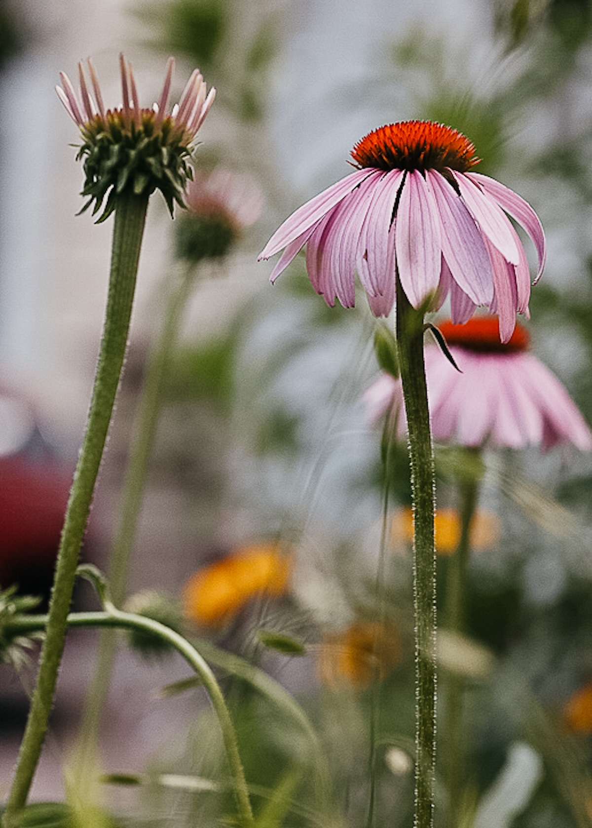 close up of echinacea growing outside