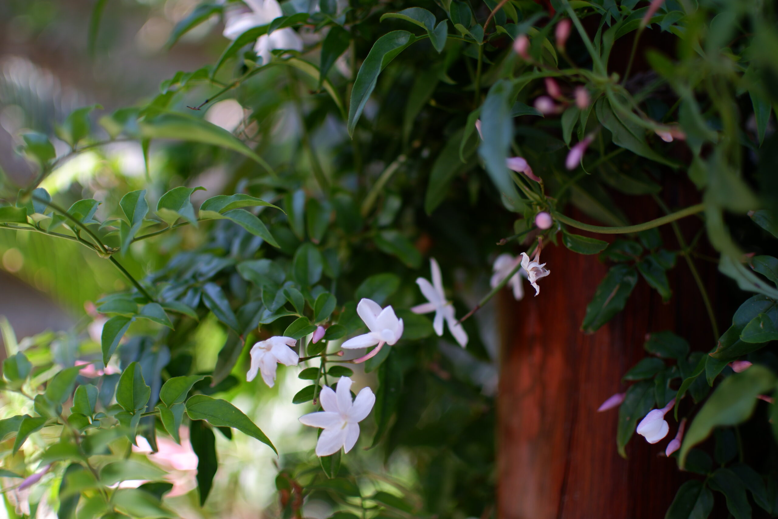 jasmine flowers growing outside