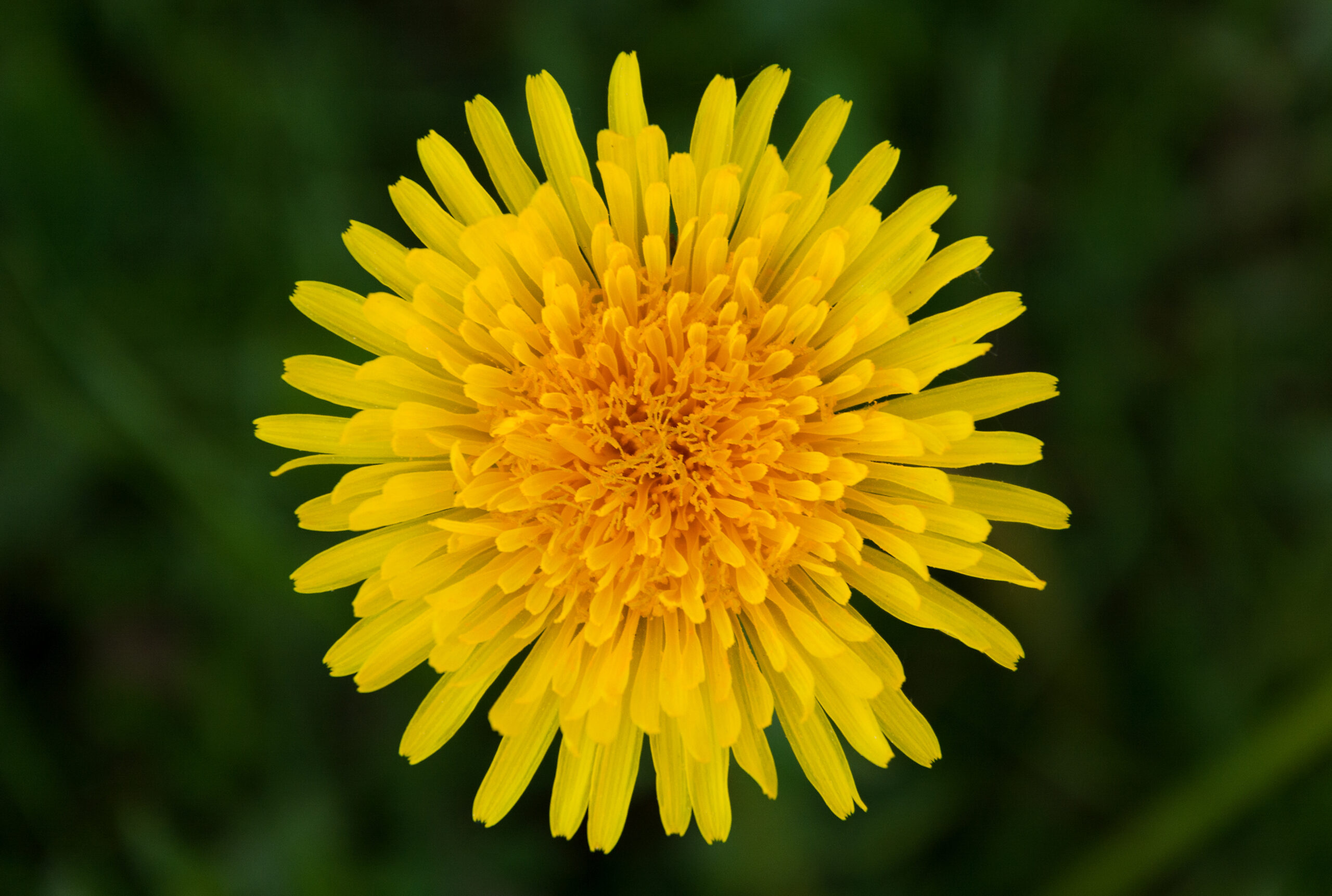 Dandelion by Herbal Academy