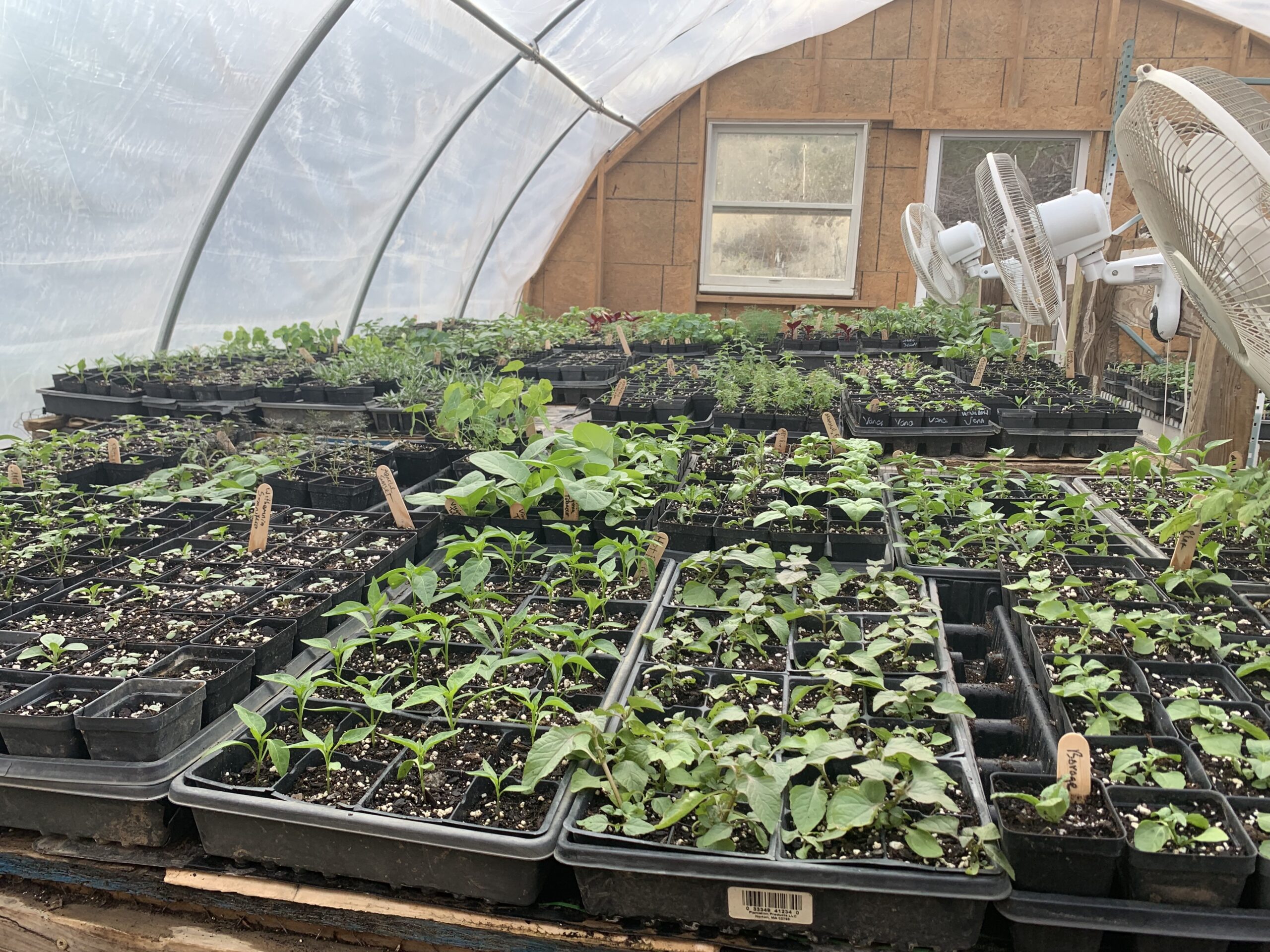 greenhouse of plants in starter trays