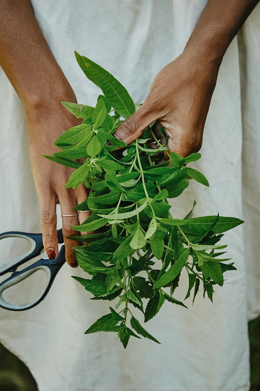 Bitter Herbs Materia Medica