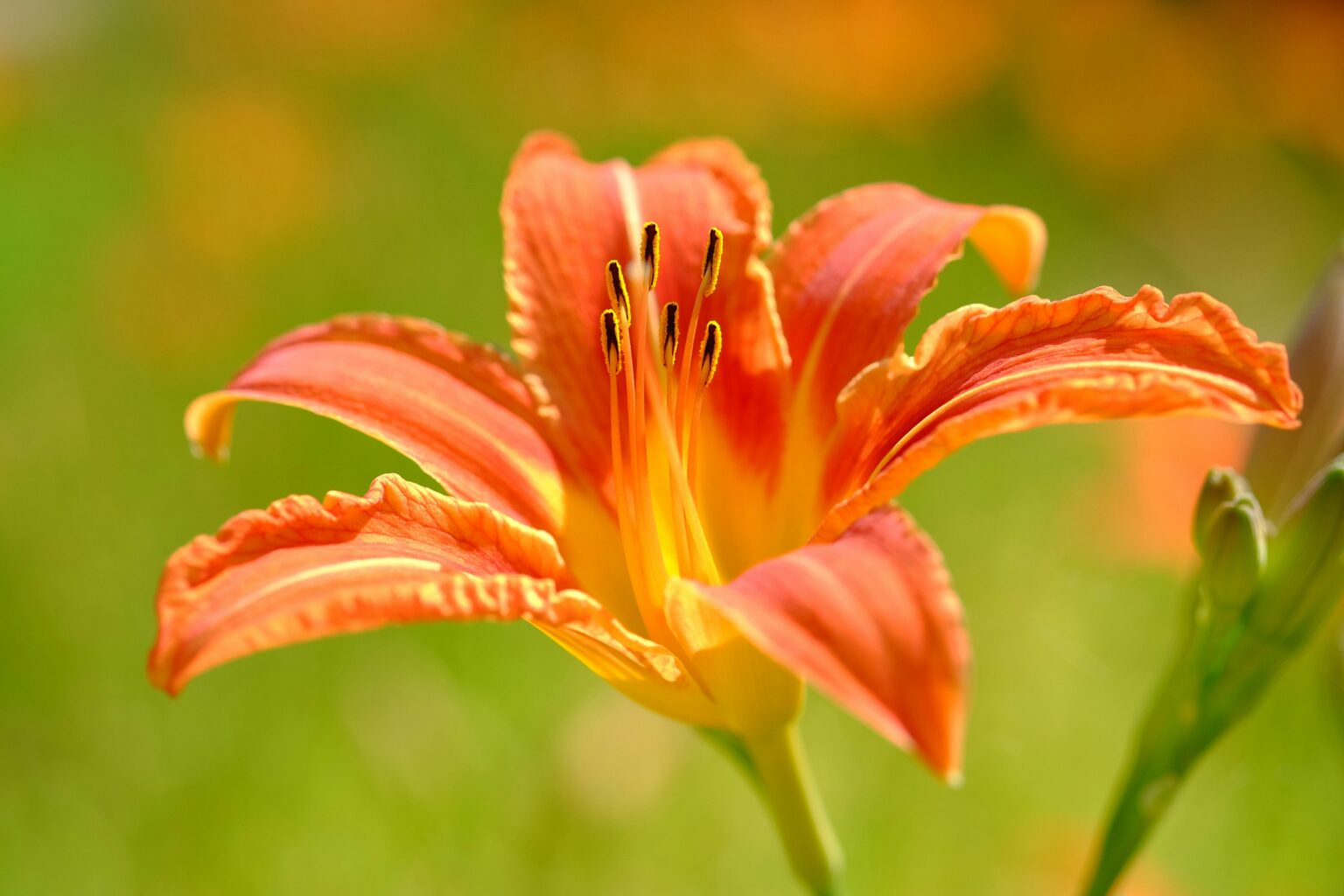 Daylily Benefits Recipe A Sneak Peek From The National Geographic Daylily 1536x1024