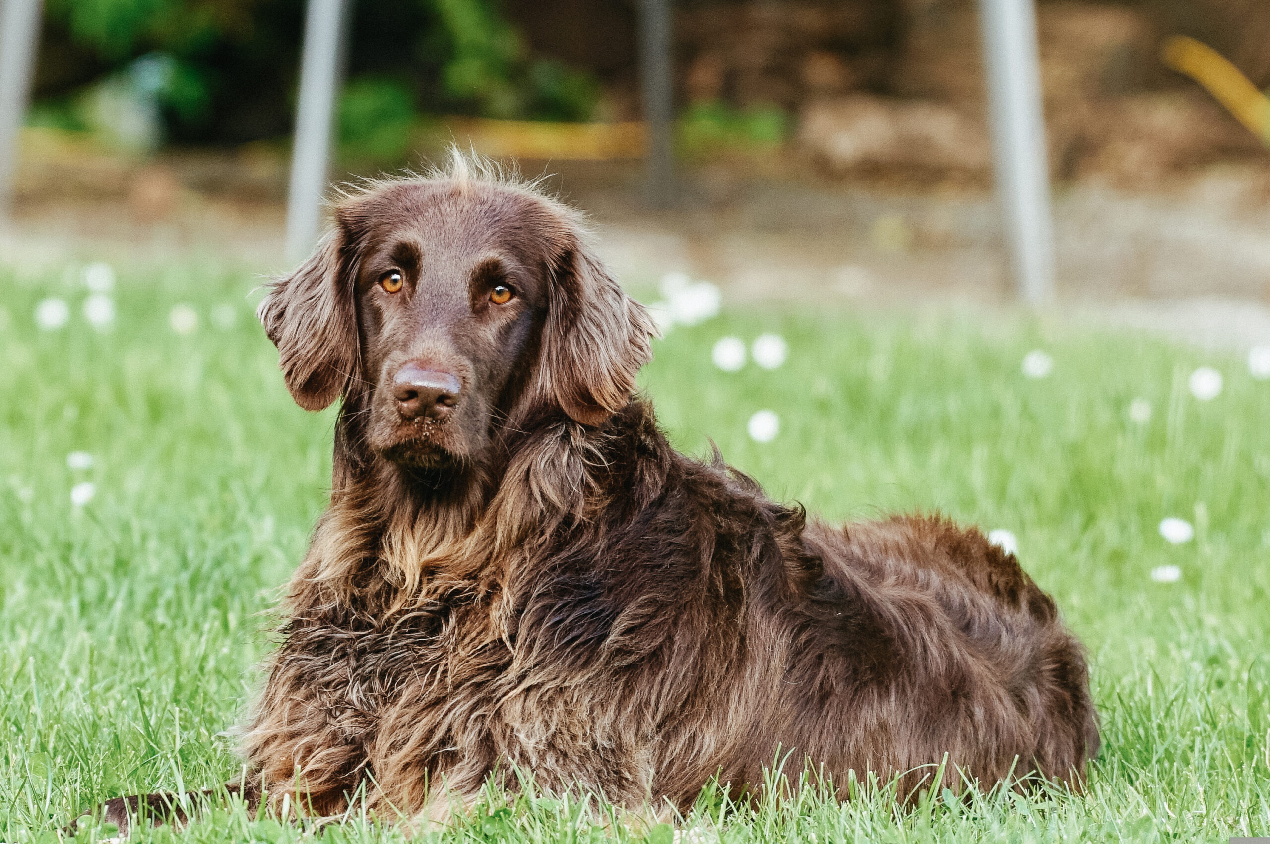 brown long-haired dog sitting in the grass looking at the camera