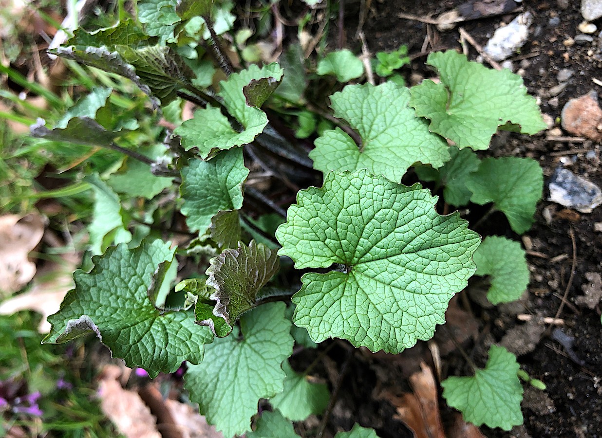 wild mustard growing outside