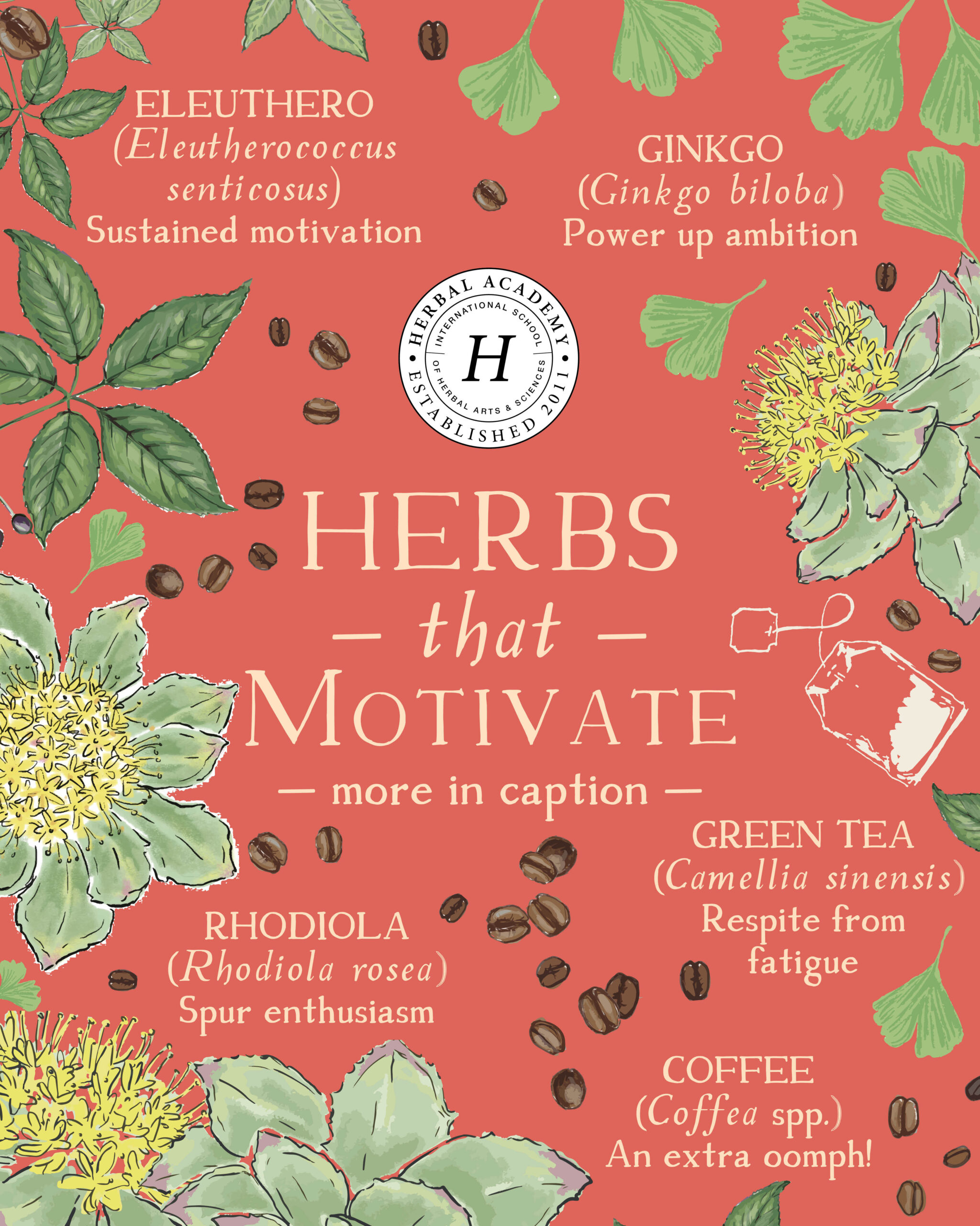 Sometimes it can feel difficult to carry creative ideas forward and bring them into reality, which is why we need herbs that motivate!