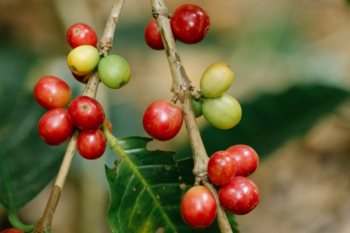 close up of coffee fruit 