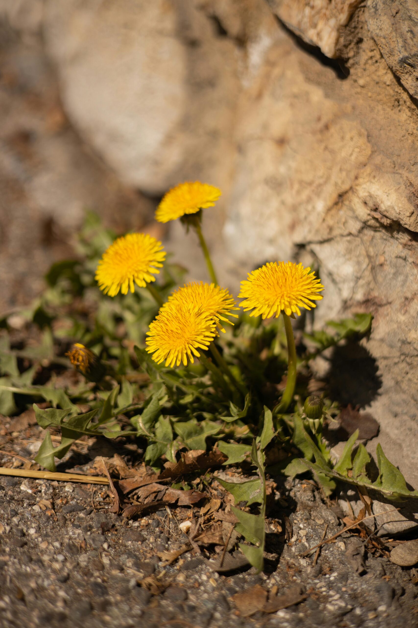 dandelion flowers growing in a crack against a stone wall in city spaces