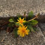 dandelion growing in a sidewalk crack in city spaces