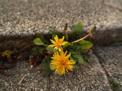 dandelion growing in a sidewalk crack in city spaces