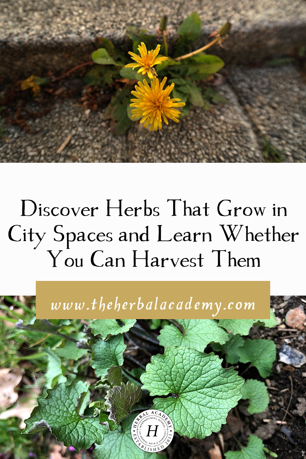 Being in relationship to the herbs in city spaces that grows right outside our front door has a positive impact on our health and wellbeing.