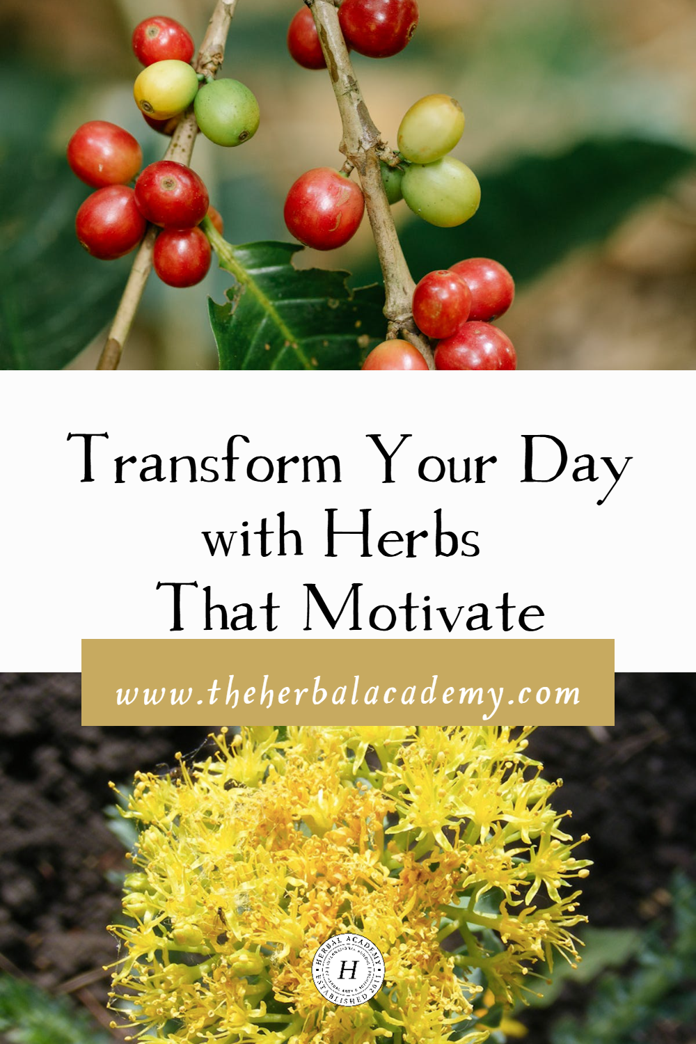 Sometimes it can feel difficult to carry creative ideas forward and bring them into reality, which is why we need herbs that motivate!