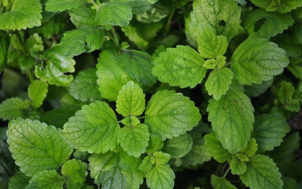lemon balm up close