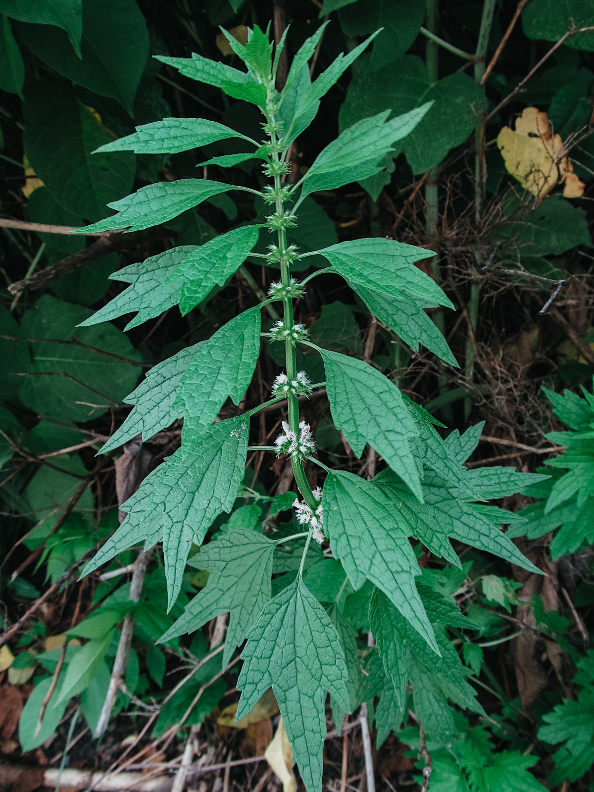 motherwort growing tall
