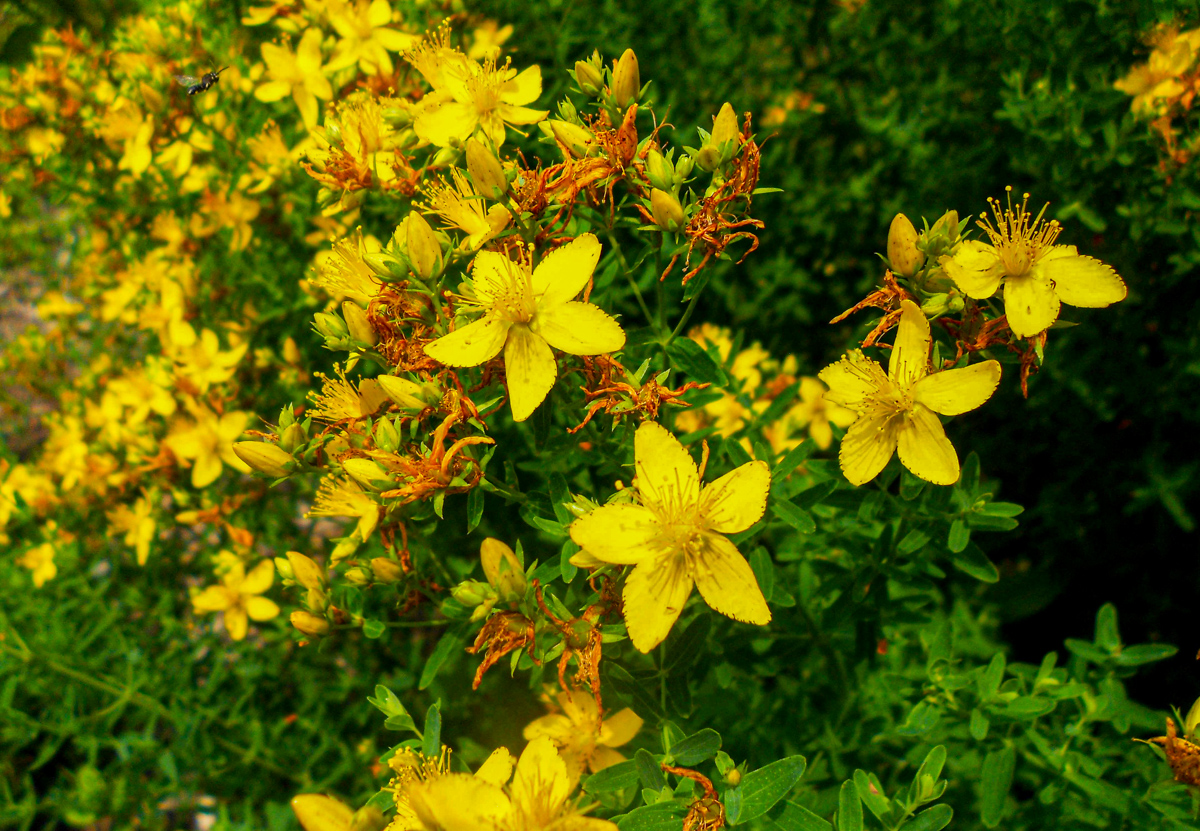 St. John's wort
