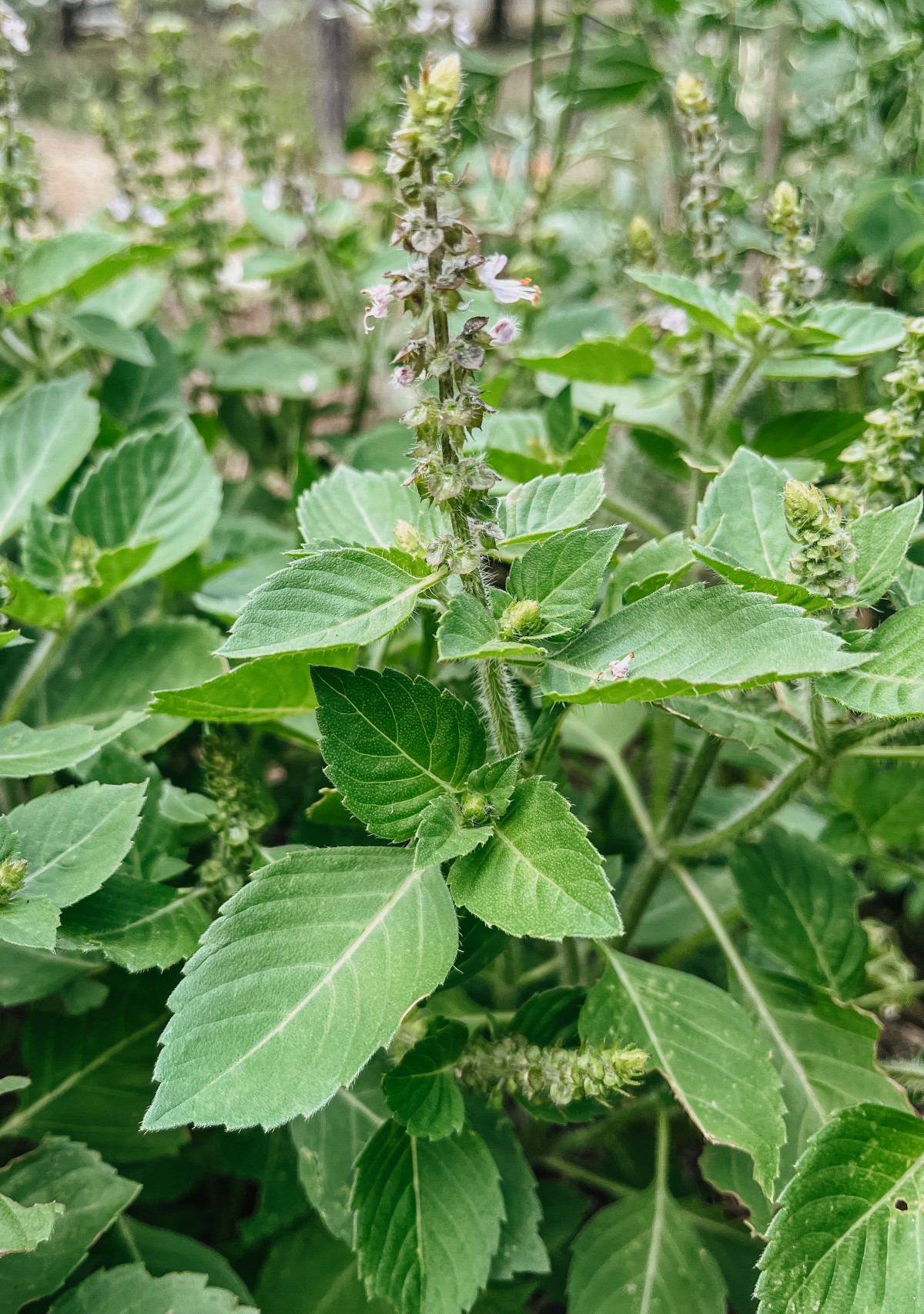 tulsi growing outside