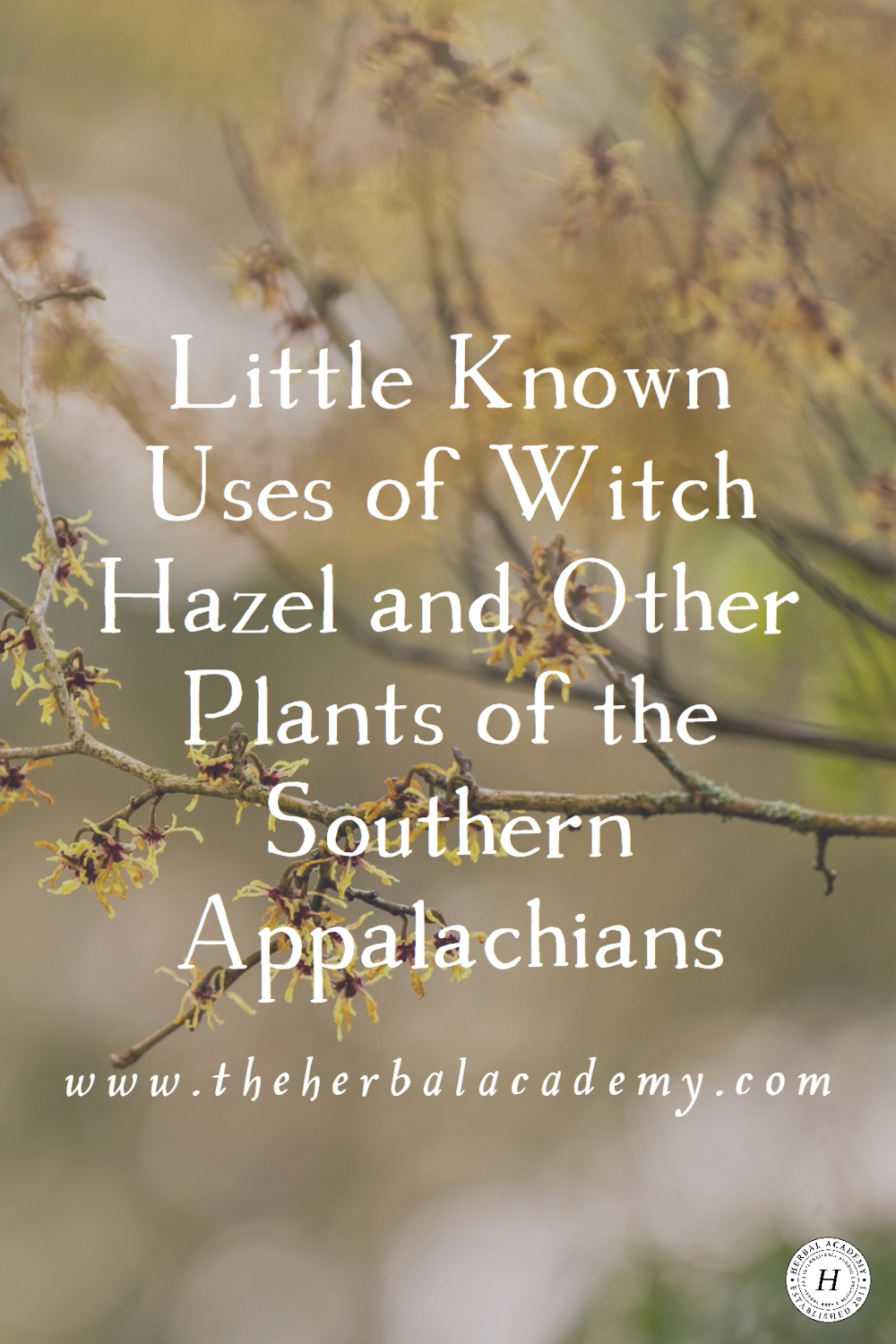 If you find yourself intrigued by this winter-flowering southern Appalachian native, come along to learn more about the uses of witch hazel. 
