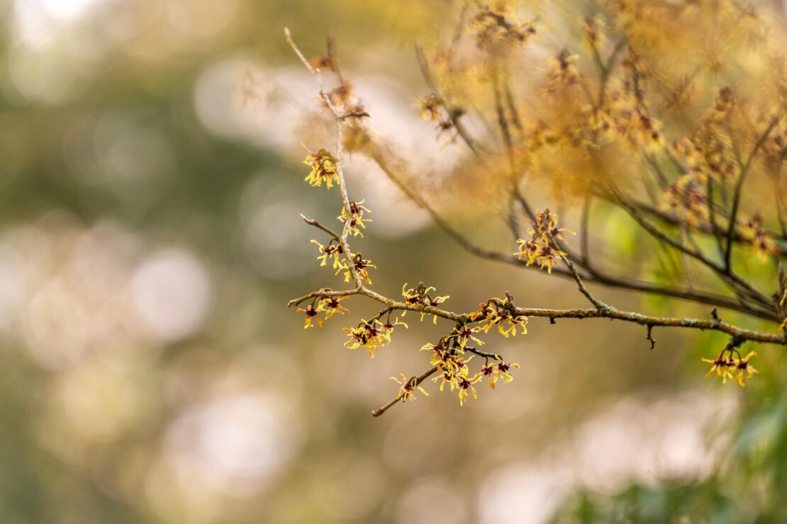 Little Known Uses of Witch Hazel and Other Plants of the Southern Appalachians by Herbal Academy