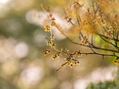 Little Known Uses of Witch Hazel and Other Plants of the Southern Appalachians by Herbal Academy