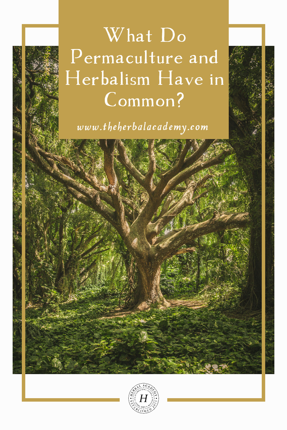 Merging the spheres of permaculture and herbalism, permaculturist, herbalist, and international educator Sarah Wu brings the best of each world to the forefront, insightfully unpacking both inner and outer landscapes.