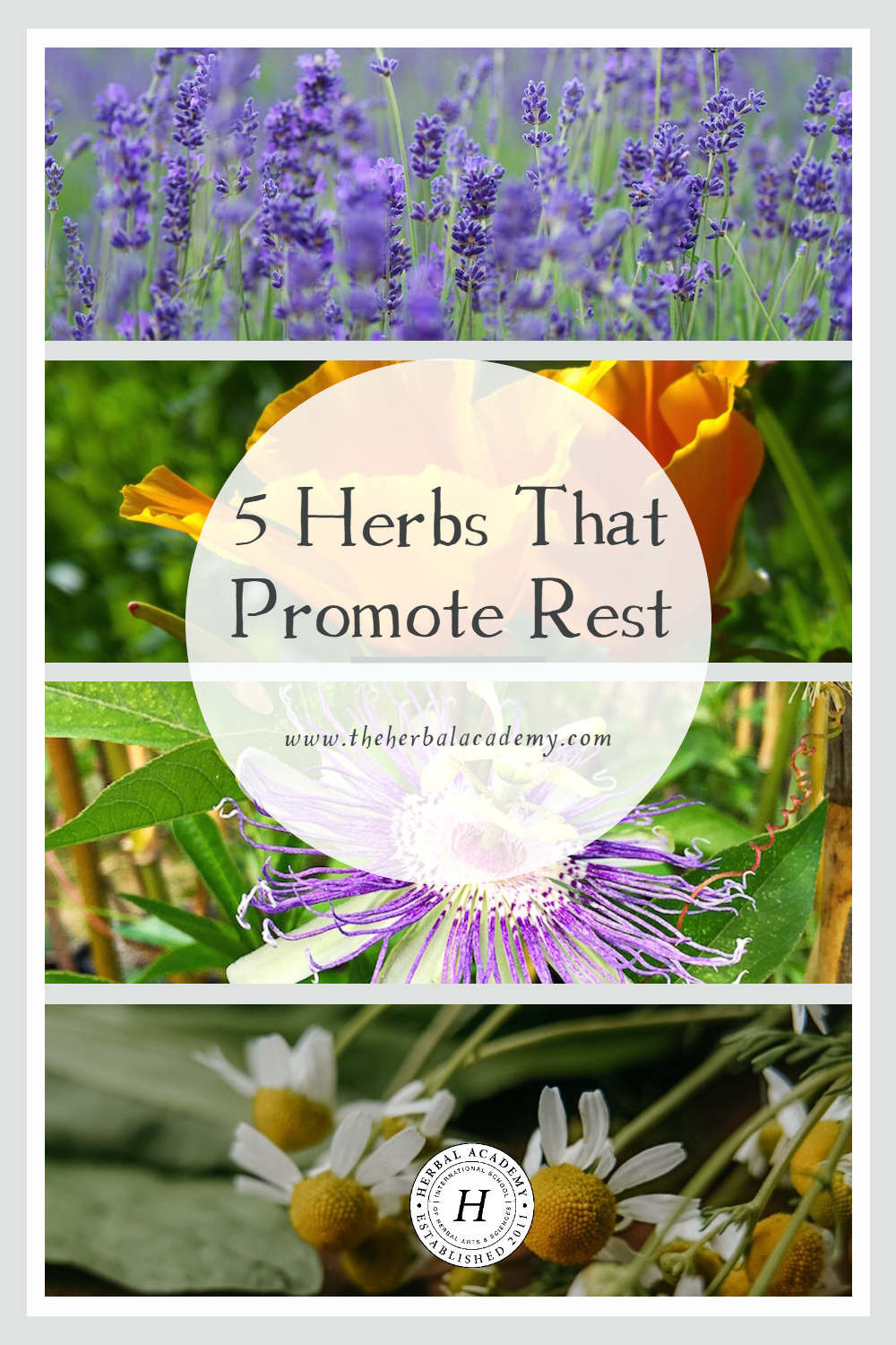 This season reminds us that rest and renewal are not luxuries, but essential parts of the rhythm of life; plants can be gentle partners in helping us find both.