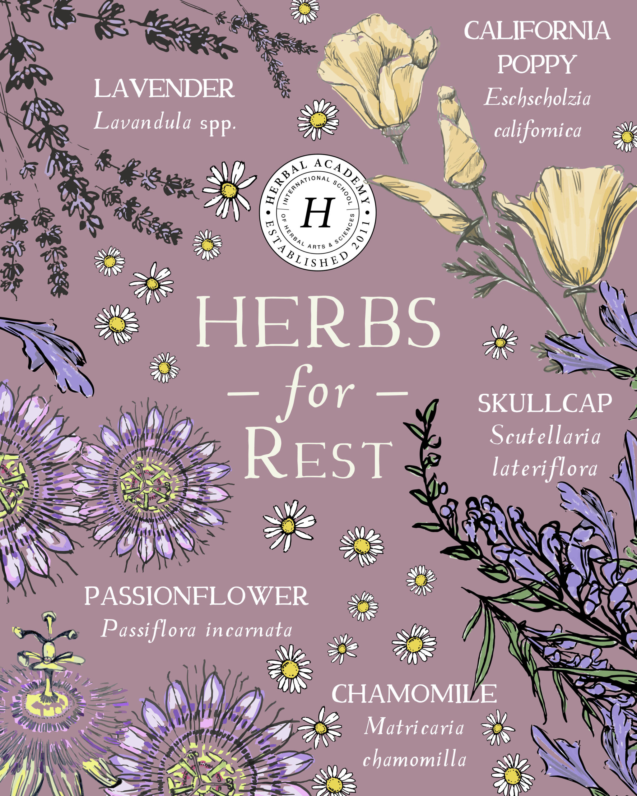 Herbs for Rest graphic by Herbal Academy