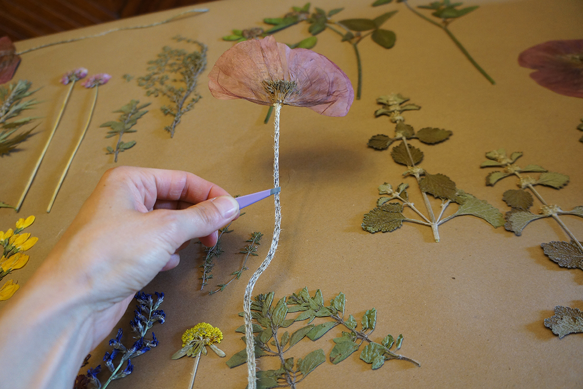 pressed flowers by Herbal Academy