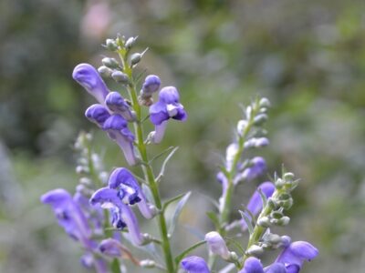 skullcap