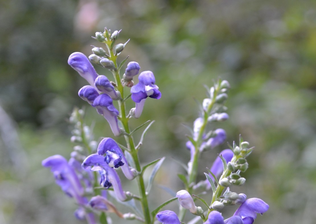 skullcap