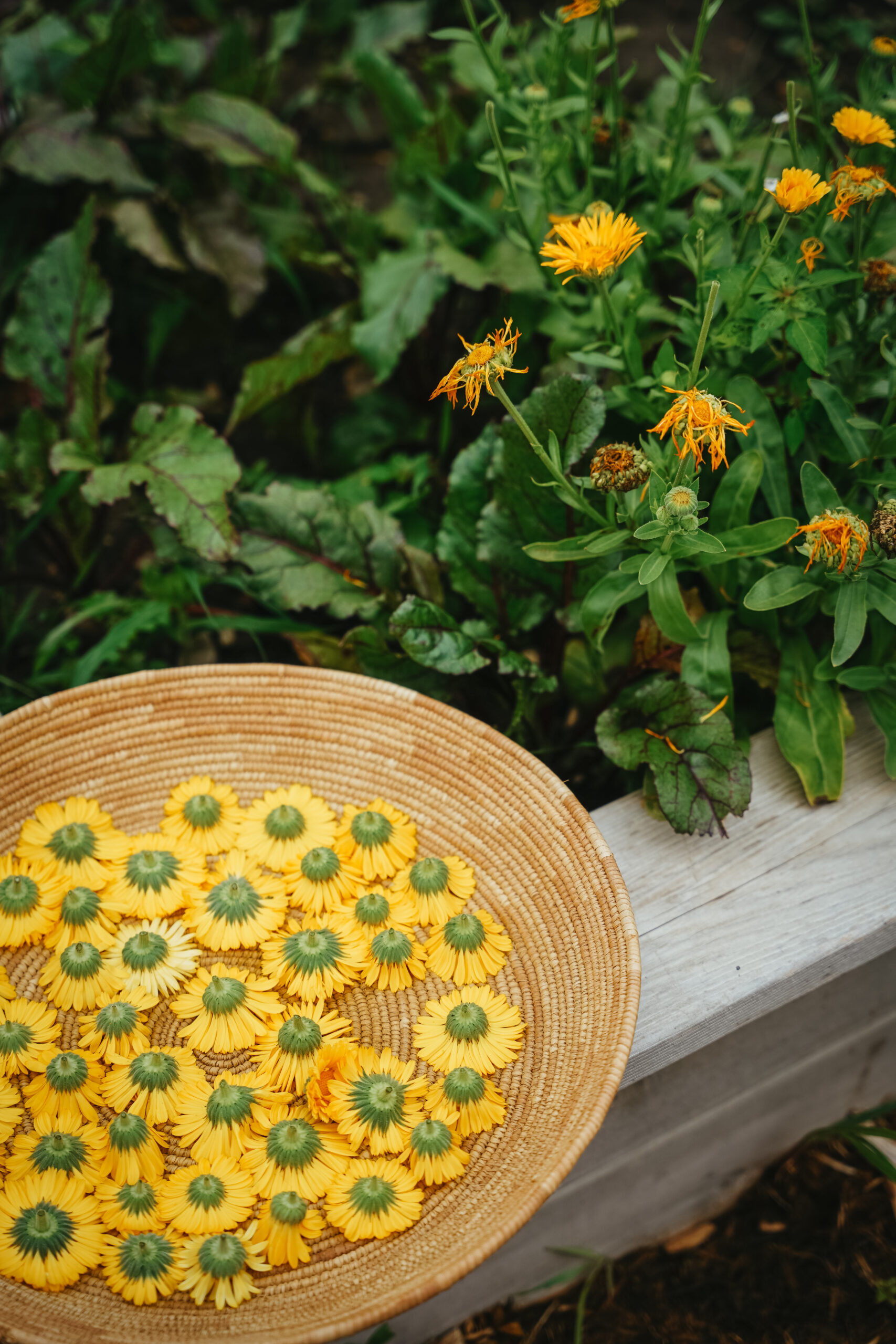 The Gardening Course by Herbal Academy