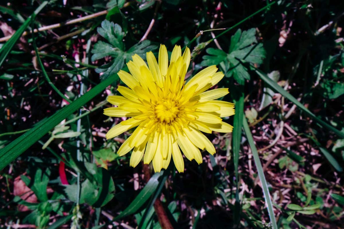 Pink Dandelion-Rose Chai Latte Recipe by Herbal Academy