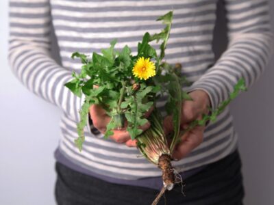 Give Yourself a Spring Life Reset With These 7 Herbal Tips! by Herbal Academy
