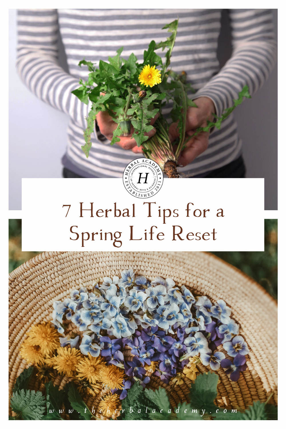 As nature awakens with stunning flair, let your aspirations follow into a season of renewed health possibilities with a spring herbal life reset. 