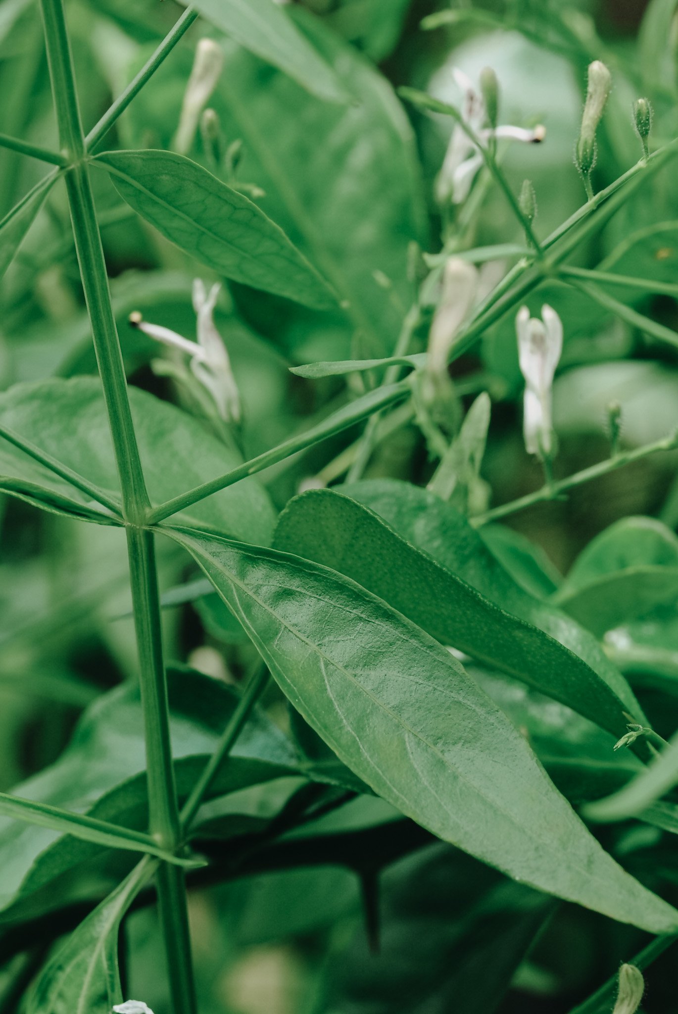 Andrographis aerial parts