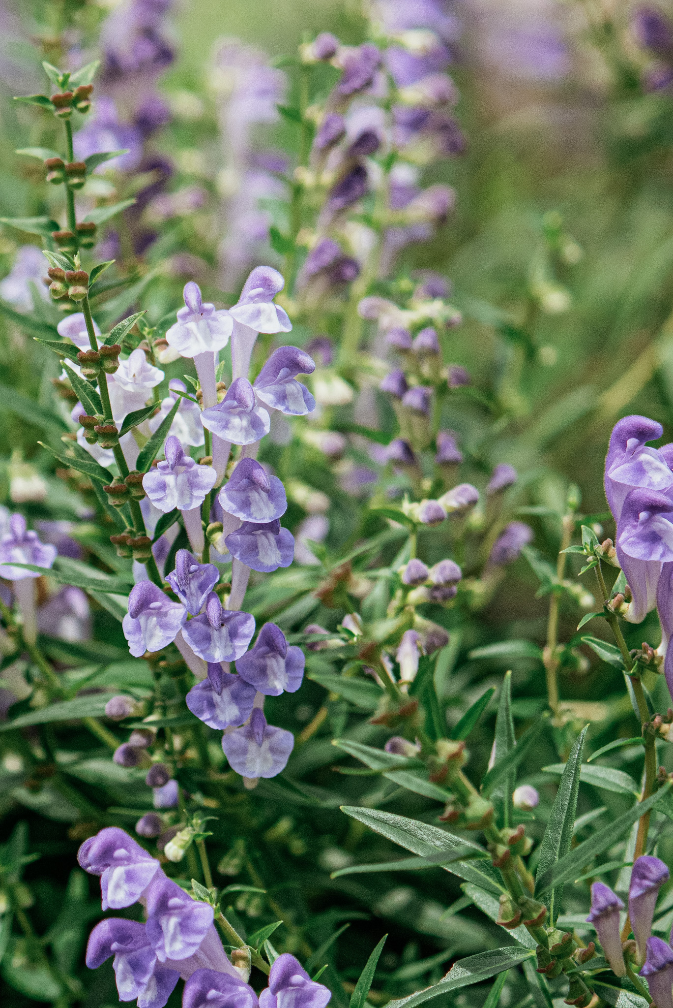 Baikal Skullcap, aerial parts and flowers