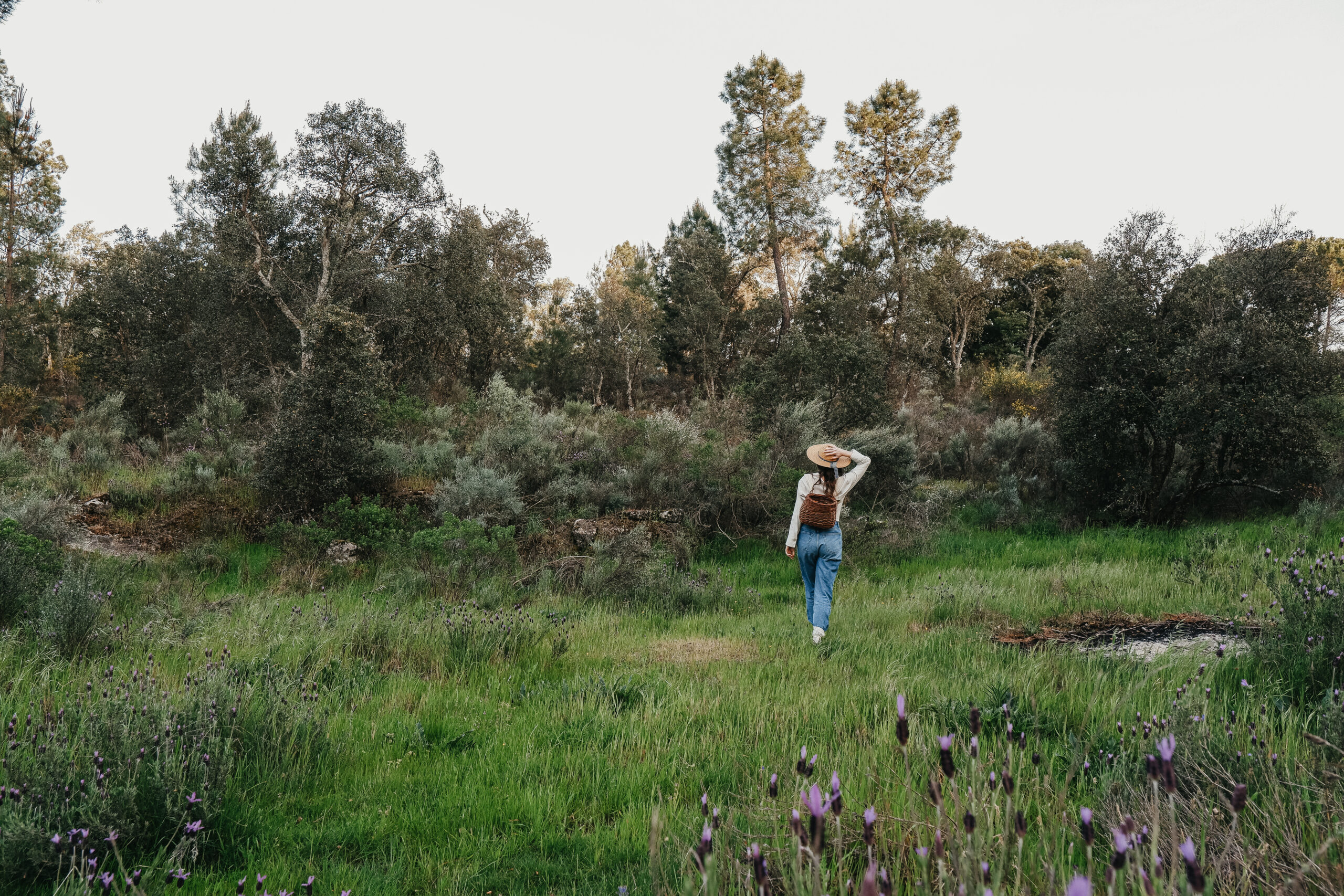 4 Types of Tick Bite Illness and How to Use Herbal Support by Herbal Academy