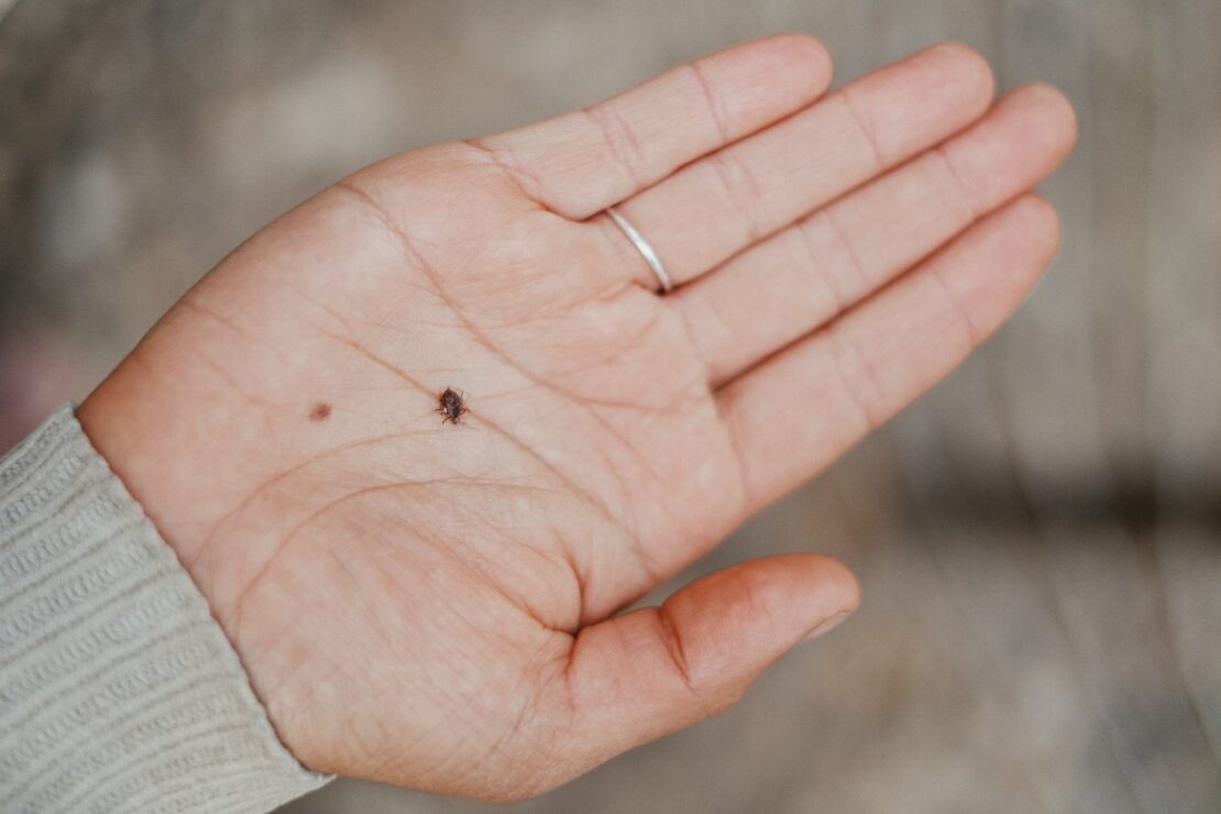 4 Types of Tick Bite Illness and How to Use Herbal Support by Herbal Academy