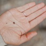 4 Types of Tick Bite Illness and How to Use Herbal Support by Herbal Academy