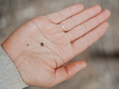 4 Types of Tick Bite Illness and How to Use Herbal Support by Herbal Academy