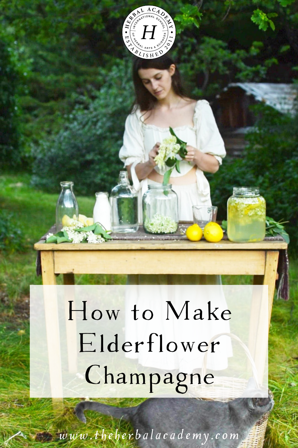 This elderflower champagne recipe yields a sparkling, semi-sweet beverage that is refreshing and restorative on a hot summer day.