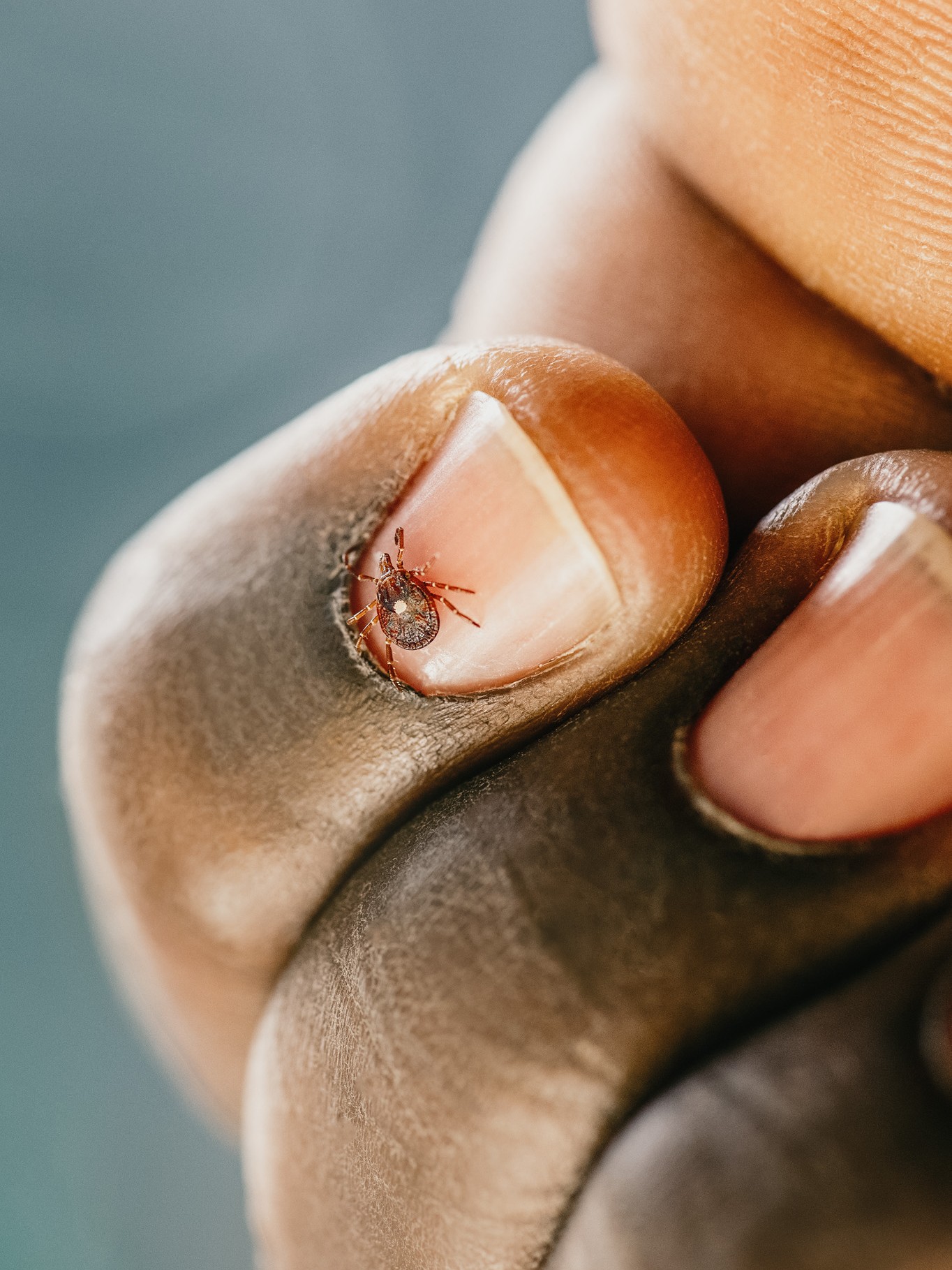 Lone Star tick on person's finger - as shown in Lesson 1 of Herbal Academy's Holistic Approach for Tick-Borne Diseases Course. 